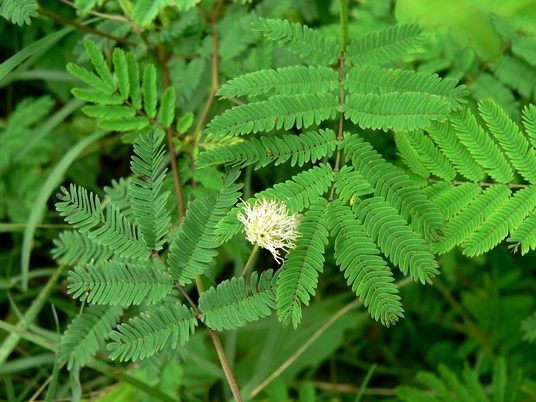 {Desmanthus illinoensis}